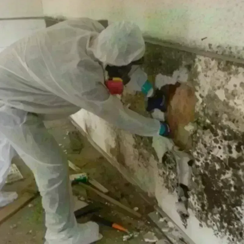 Mold Remediation and Removal in Oldsmar, FL